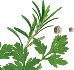 Parsley