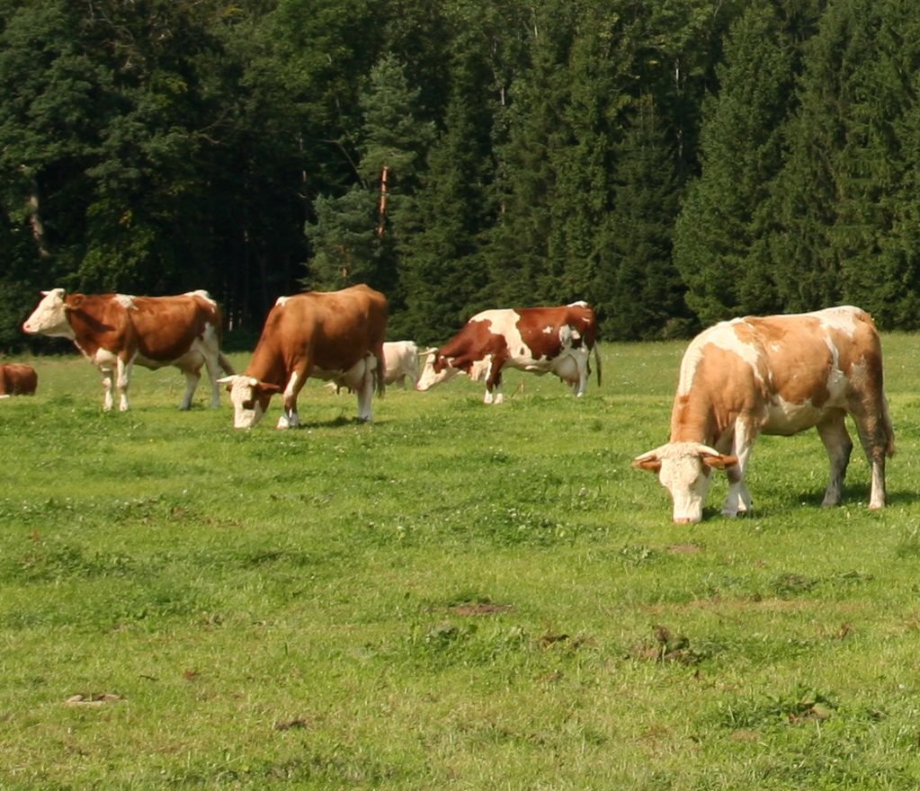 Unsere Qualität und Rohstoffe sind uns wichtig